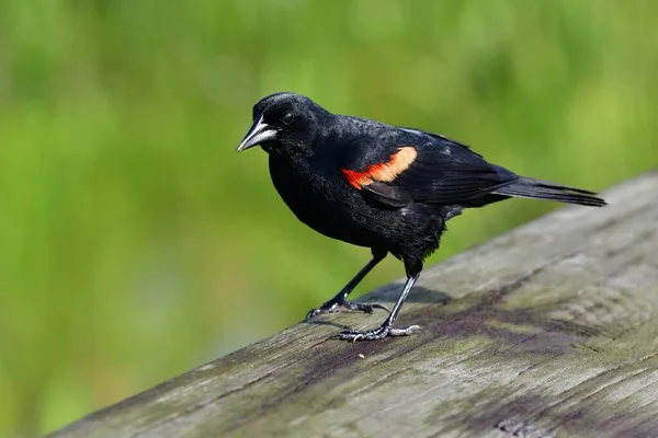 Dorosły Samiec Blackbird Czerwonymi Skrzydłami Agelaius Phoeniceus Siedzący Drewnianej Szynie — Zdjęcie stockowe