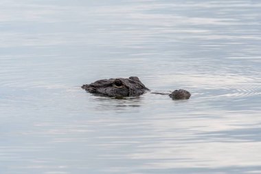 Amerikan Timsahı - Timsah Missipiensis - Florida Everglades Ulusal Parkı 'ndaki Pine Glades Gölü' nde sakin yansıtıcı suda.