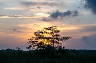 Florida 'daki Everglades Ulusal Parkı' ndaki Cypress Ormanı 'nda selvi ağaçlarının arkasında renkli gündoğumu bulutları..