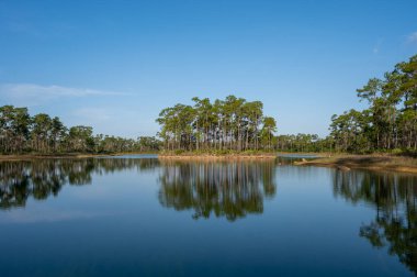 Florida, Everglades Ulusal Parkı 'ndaki Long Pine Key' de sakin bir sabah manzarası..