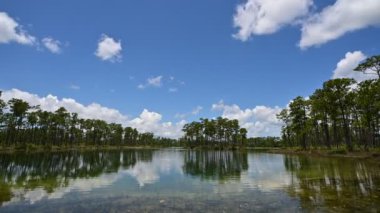 Everglades Ulusal Parkı, Florida 4K 'da Long Pine Key üzerinde parlak yaz bulutları.