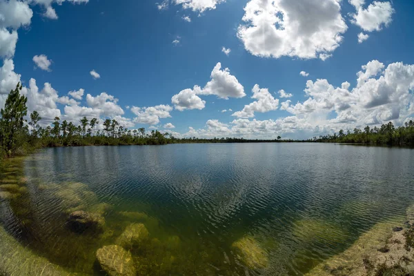 Pohled Jezero Pine Glades Lake Národním Parku Everglades Floridě Jasného — Stock fotografie