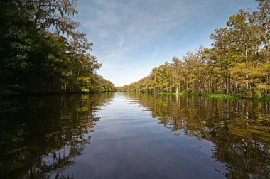 Balıkçılık Deresi kıyılarındaki selvi ağaçları güneşli yaz bulutları altında.