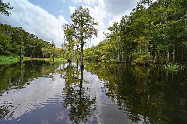 stock image Cypress trees on shores of Fisheating Creek under sunny summer cloudscape.