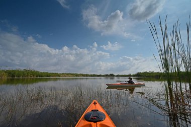 Güneşli bir nisan öğleden sonra, Everglades Ulusal Parkı 'ndaki Nine Mile Pond' un ağaçlarının ve sazlıklarının arasında kano yaparken..