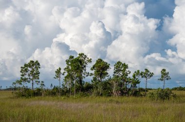Everglades Ulusal Parkı, Florida 'daki çayırların üzerinde parlak beyaz kümülüs bulutları oluşuyor..