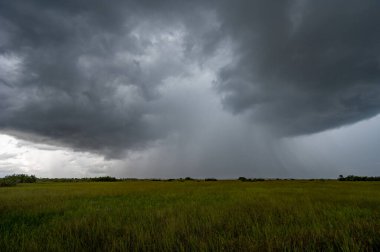 Florida, Everglades Ulusal Parkı 'ndaki çayırlarda yaz yağmuru..