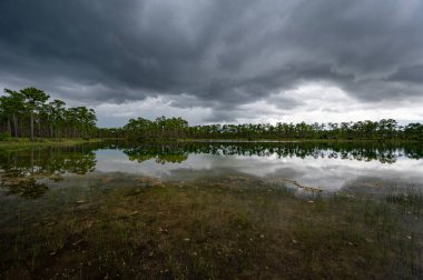 Florida, Everglades Ulusal Parkı 'ndaki Long Pine Key üzerinde fırtınalı yaz bulutları sakin gölet suyuna yansıyor.
