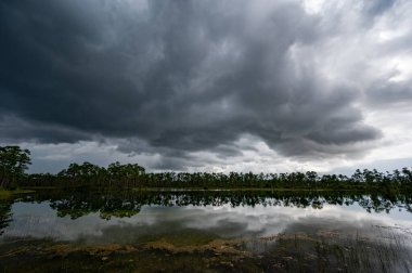 Florida, Everglades Ulusal Parkı 'ndaki Long Pine Key üzerinde fırtınalı yaz bulutları sakin gölet suyuna yansıyor.