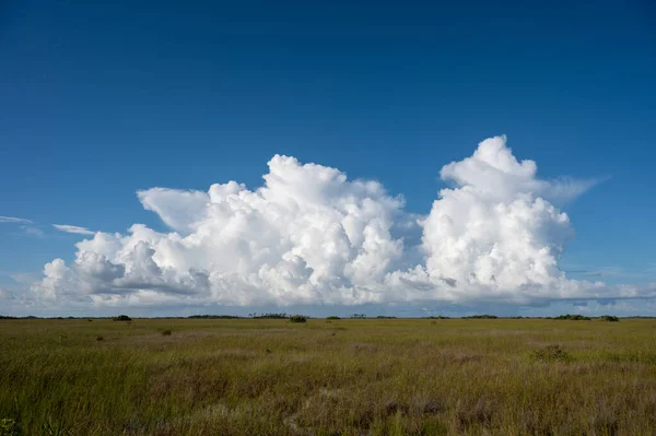 stock image Bright white cumulus clouds forming over sawgrass prairie in Everglades National Park, Florida.