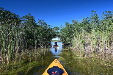 Florida, Everglades Ulusal Parkı 'ndaki Nine Mile Pond' da güneşsiz bir sonbahar öğleden sonrasında mangrov kemerinde kano süren bir kadın..