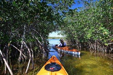 Florida, Everglades Ulusal Parkı 'ndaki Nine Mile Pond' da güneşsiz bir sonbahar öğleden sonrasında mangrov kemerinde kano süren bir kadın..