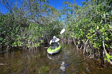 Florida, Everglades Ulusal Parkı 'ndaki Mangrove Tüneli' nde güneşsiz bir sonbahar öğleden sonrasında aktif son sınıf kanosu..