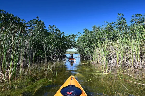 Kajakozik Mangrove Íven Keresztül Kilenc Mérföld Tónál Everglades Nemzeti Parkban — Stock Fotó