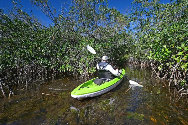 Aktiv Seniorkajakpaddling Mangrovetunnel Everglades Nationalpark Florida Solig Molnfri Hösteftermiddag — Stockfoto