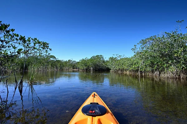 Florida Everglades Ulusal Parkı 'ndaki Nine Mile Pond' da turuncu kano güneşli bir sonbahar öğleden sonrasında kırmızı mangrovların arasında..