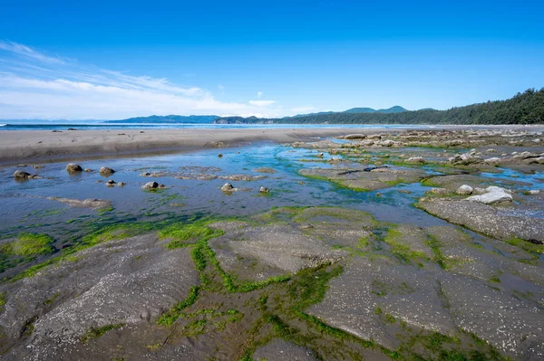 Tide pools and seaweed exposed amidst rocks of Point of Arches on Shi Shi Beach at low tide in Olympic National Park, Washington on sunny summer day.