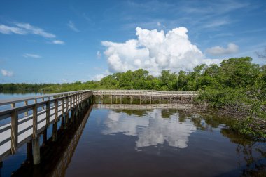 Florida Everglades Ulusal Parkı 'nda, güneşli yaz bulutları altında West Lake Boardwalk.