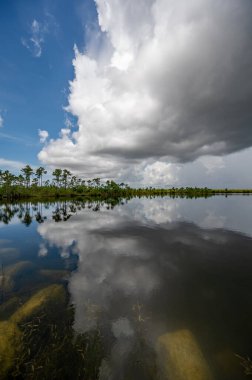 Fırtınalı yaz bulutları, Florida Everglades Ulusal Parkı 'ndaki Pine Glades Gölü' nün sakin sularına yansıdı..