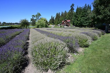 Sequim, Washington - 3 Ağustos 2023 - Açık yaz gününde lavanta tarlası ve tarlaları.