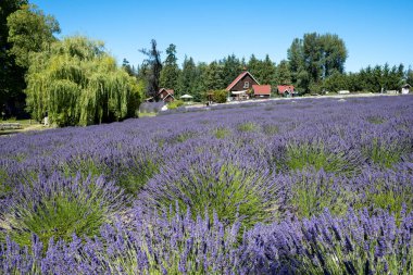 Sequim, Washington - 3 Ağustos 2023 - Açık yaz gününde lavanta tarlası ve tarlaları.