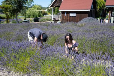 Sequim, Washington - 3 Ağustos 2023 - Genç çift güneşli yaz gününde tarlalardan lavanta çiçeği topluyor.