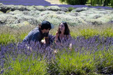 Sequim, Washington - 3 Ağustos 2023 - Genç çift güneşli yaz gününde tarlalardan lavanta çiçeği topluyor.
