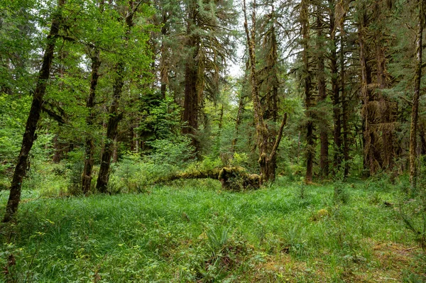 Schwer Moosbewachsene Bäume Inmitten Von Farnen Auf Dem Hall Mosses — Stockfoto