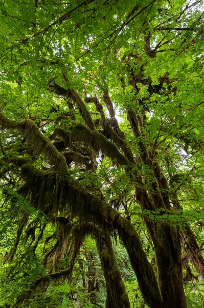 Washington Olimpiyat Ulusal Parkı Ndaki Hoh Ulusal Yağmur Ormanı Ndaki — Stok fotoğraf