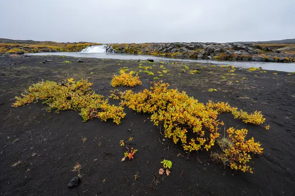 Grafarlandsfoss Fällt Inmitten Farbenfroher Herbstvegetation Und Schwarzer Lavafelder Auf Der — Stockfoto