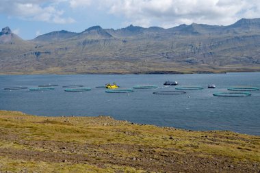 Berufjordur fiyordunda balık çiftliği, İzlanda 'nın doğusunda. Güneşli bir sonbahar sabahında Ring Road' dan..