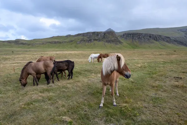 Konie Pastwisku Islandii Droga Wulkanicznym Krajobrazem Tle Pod Słoneczną Jesienną Zdjęcia Stockowe bez tantiem