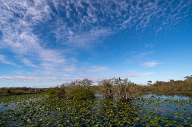 Güneşli bir öğleden sonra, Florida Everglades Ulusal Parkı 'ndaki Anhinga patikasındaki serpinti göleti manzarası..