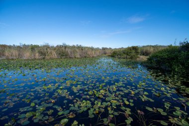 Güneşli bir öğleden sonra, Florida Everglades Ulusal Parkı 'ndaki Anhinga patikasındaki serpinti göleti manzarası..
