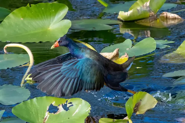 stock image Purple Gallinule - Porphyrio martinica - walking on spatterdock on Anhinga Trail in Everglades National Park, Florida on sunny autumn afternoon.