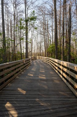 Grassy Waters 'ın sulak arazilerinde sahil yolu açık kış sabahında West Palm Beach, Florida' da korunuyor..