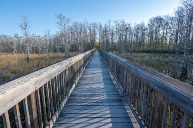 Grassy Waters 'ın sulak arazilerinde sahil yolu açık kış sabahında West Palm Beach, Florida' da korunuyor..
