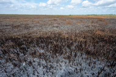 Güneşli bir Mart öğleden sonra Everglades Ulusal Parkı, Florida 'da çıkan yangından sonra yanan çayırlar..