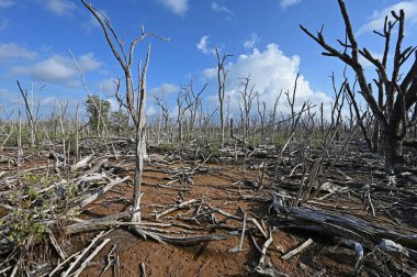 Everglades Ulusal Parkı 'ndaki ölü mangrov ağaçlarının sayısı 2017 yılındaki Irma Kasırgası' nın yol açtığı hasar ve henüz bulunamadı..