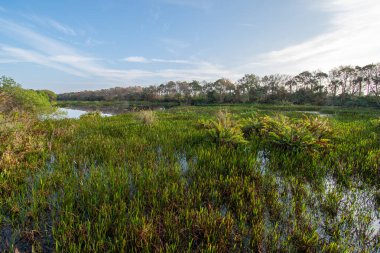 Boynton Beach, Florida 'daki Green Cay Doğa Merkezi' nin inşa edilmiş bataklıkları. Sakin bir kış sabahı gün doğumunda..