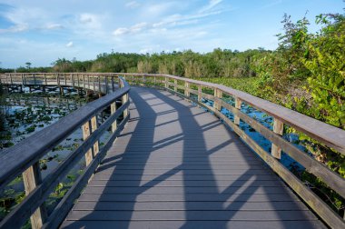 Anhinga Patikası, güneşli yaz gününde Florida 'daki Everglades Ulusal Parkı' nın sulak alanları üzerinde yükseldi...