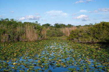Güneşli yaz gününde Florida, Everglades Ulusal Parkı 'ndaki Anhinga Patikası' nda Spatterdock, Nuphar Advena ile kaplı gölet..