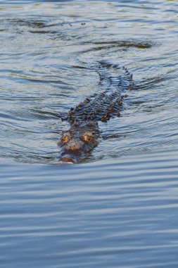 Amerikan Timsah Timsahı Acutus, Everglades Ulusal Parkı 'nda Batı Gölü' nde yüzüyor..
