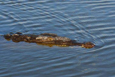 Amerikan Timsah Timsahı Acutus, Everglades Ulusal Parkı 'nda Batı Gölü' nde yüzüyor..