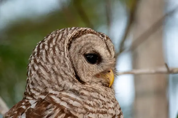 stock image Closeup portrait of Barred Owl, Strix varia, perched on Cypress Tree in Everglades National Park, Florida.