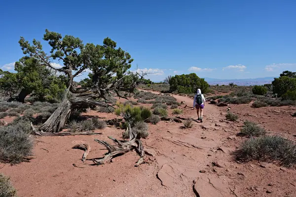 stock image Woman hiking on White Rim Overlook Trail in Canyonlands National Park, Utah on clear sunny summer afternoon.