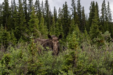 Moose - Alces Alces - Brainard Lake Recrea 'da Isabelle Gölü üzerinde çalılıklarda otluyor..