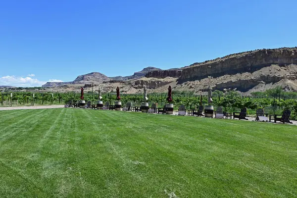 Palisade, Colorado 'daki şaraphane alanlarında güneşli bir yaz gününde arka planda yüksek çöl mesa' sı var..