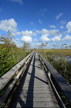 Pa Hay Okee Boardwalk Everglades Ulusal Parkı, Florida 'da güneşli sonbahar bulutları altında.