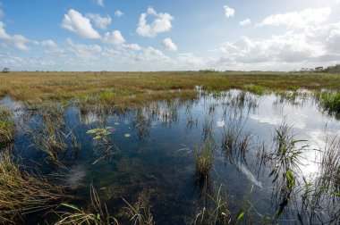 Güneşli bir sonbahar sabahı Florida Everglades Ulusal Parkı 'ndaki Pa Hay Okee tahta kaldırımından talaş çayırı manzarası.
